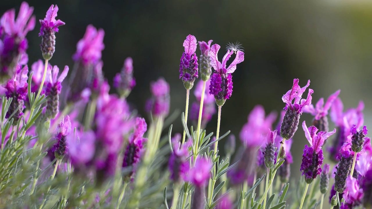 lavanda prato 1280