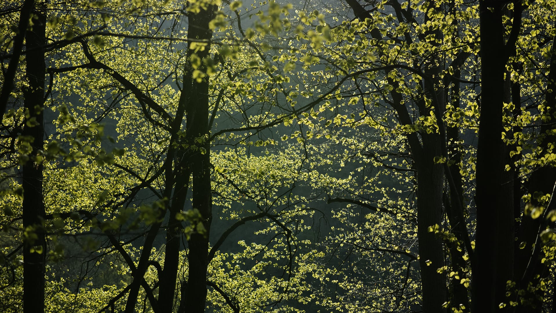 09 alberi verdi 1920