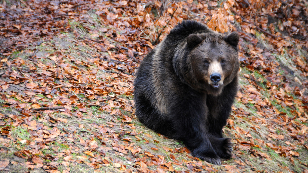 orso bruno 1