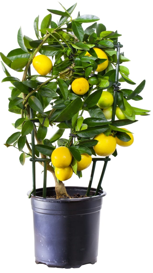 pianta limone 640