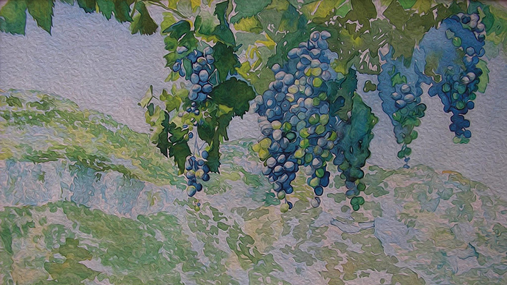 grapes-ghazitoutounji